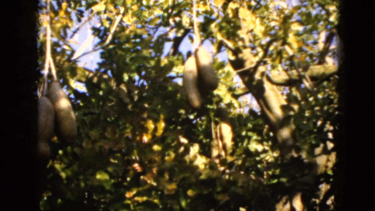 1952 Florida home-movie frame showing large elongated fruit suspended among dense green leaves and sunlit branches.