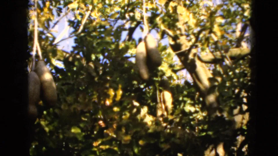 1952 Florida home-movie frame showing large elongated fruit suspended among dense green leaves and sunlit branches.