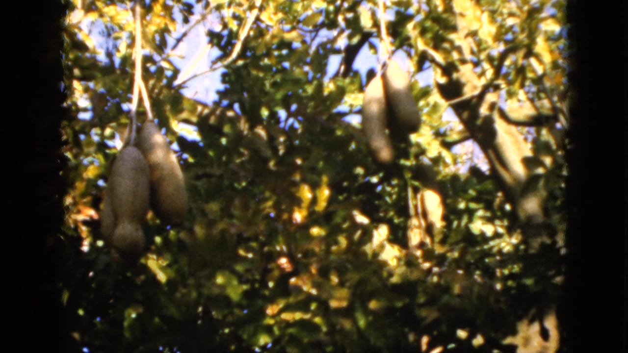 Clusters of elongated fruit among dense leaves and sunlit branches.