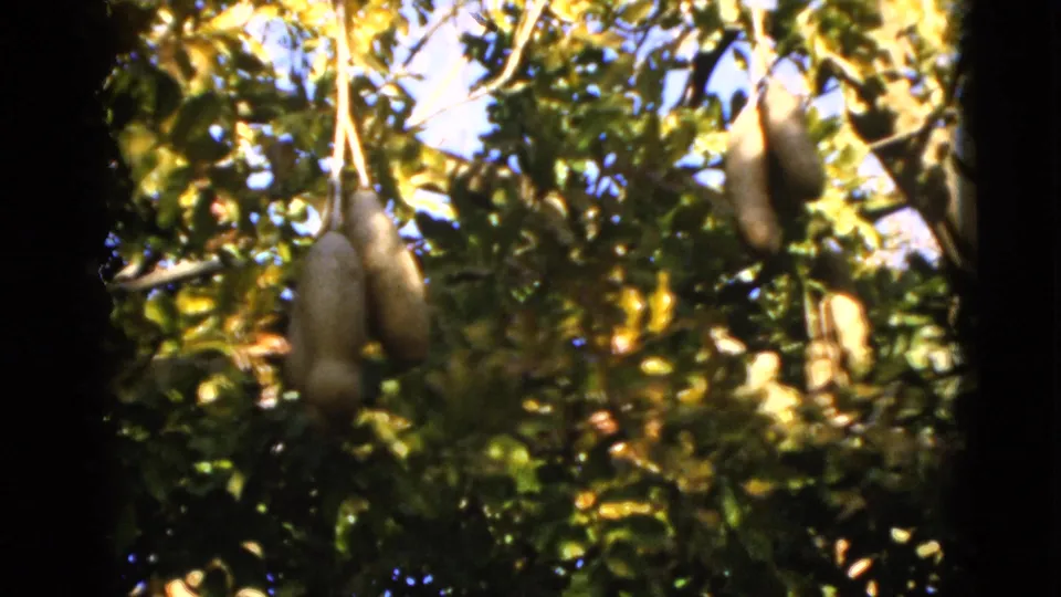 1952 Florida home-movie still showing several large hanging fruits framed by green leaves, branches, and mottled sunlight.