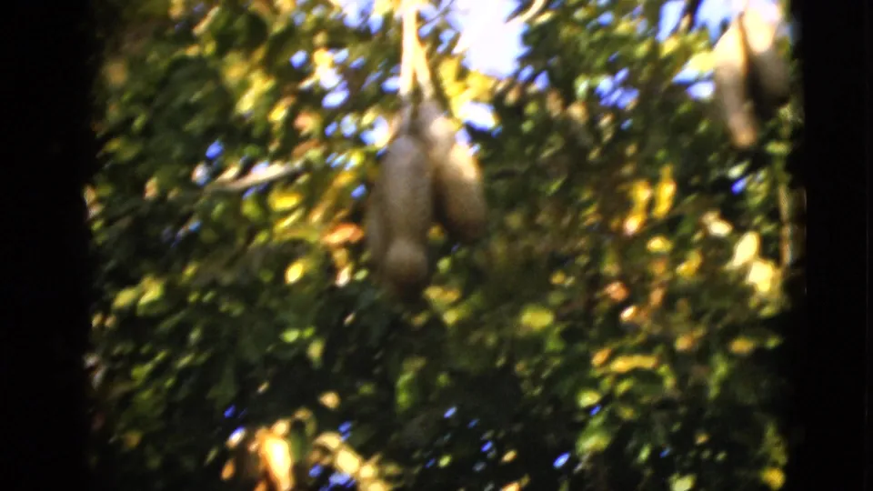1952 Florida 8mm frame with motion-softened foliage and elongated fruit hanging in a bright, leafy tree canopy.
