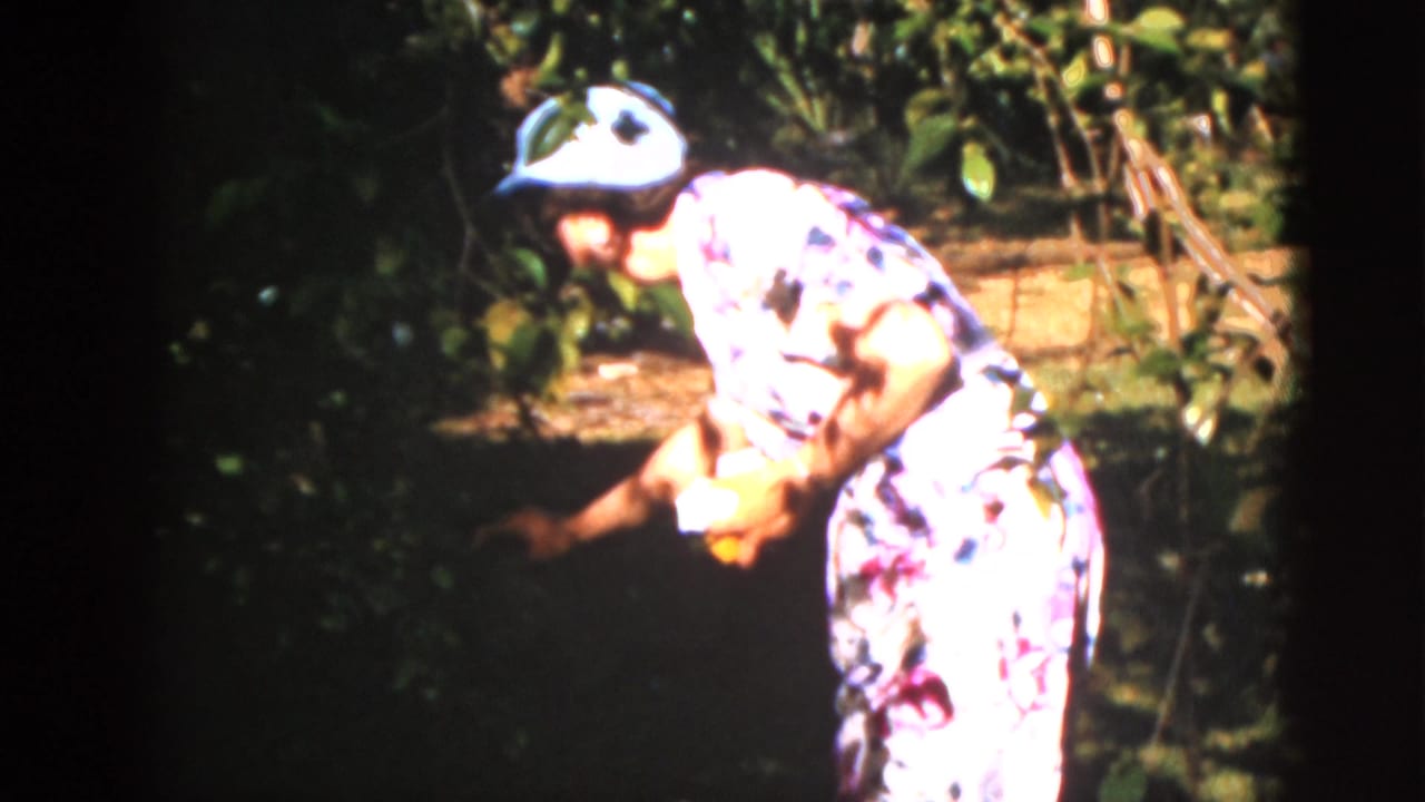 1952 Quebec home-movie frame showing a woman in a floral dress and white hat leaning down toward plants or ground cover.