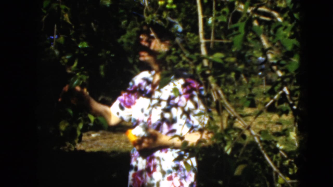 1952 Quebec home-movie frame of a woman in a floral dress and hat reaching into garden foliage while holding fruit.