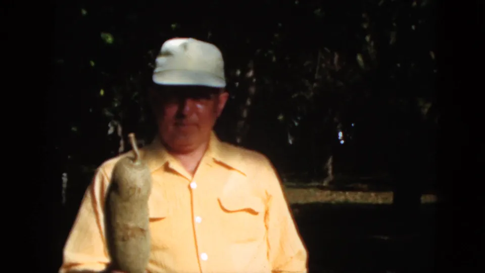 Close 1952 Quebec 8mm frame of an older man in a pale cap and yellow shirt holding a large elongated vegetable outdoors.
