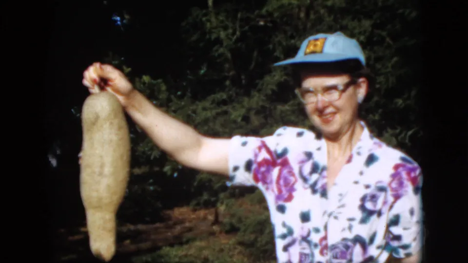 In this 1952 Quebec frame, a smiling woman in a floral blouse and blue cap holds a long pod up by its stem outdoors.