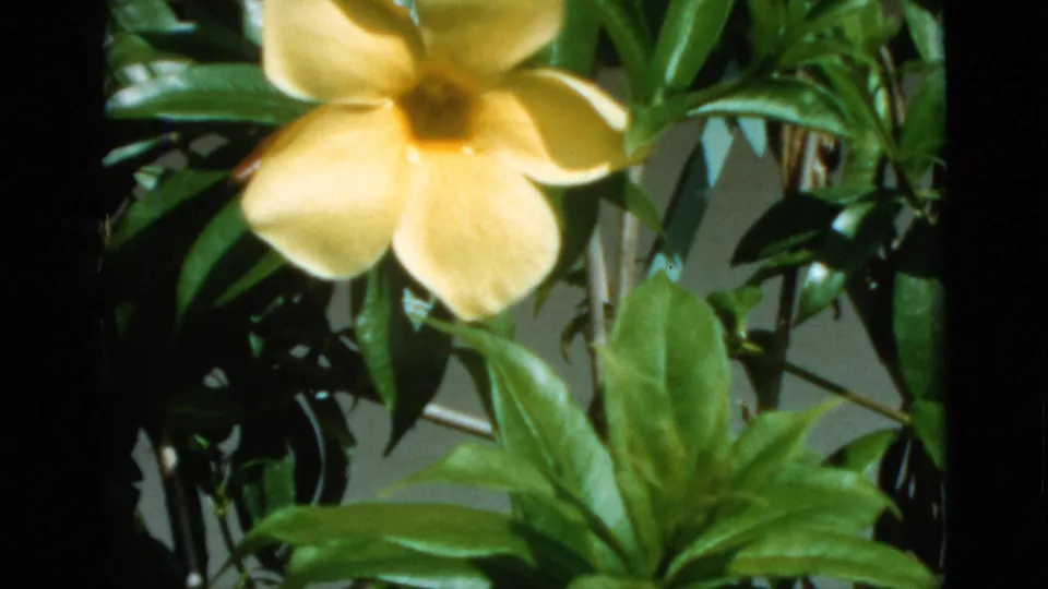 Close-up 8mm frame of a yellow flower and green foliage from the 1952 Quebec garden footage.