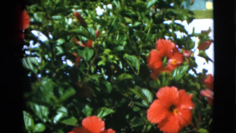 The final frame shows red flowers and dense green foliage, likely part of the same sunlit garden seen in the 1952 Quebec home movie.