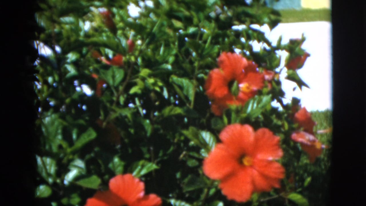 Red hibiscus blossoms on a leafy bush, filmed as 1952 8mm home-movie footage in Quebec according to clip metadata.