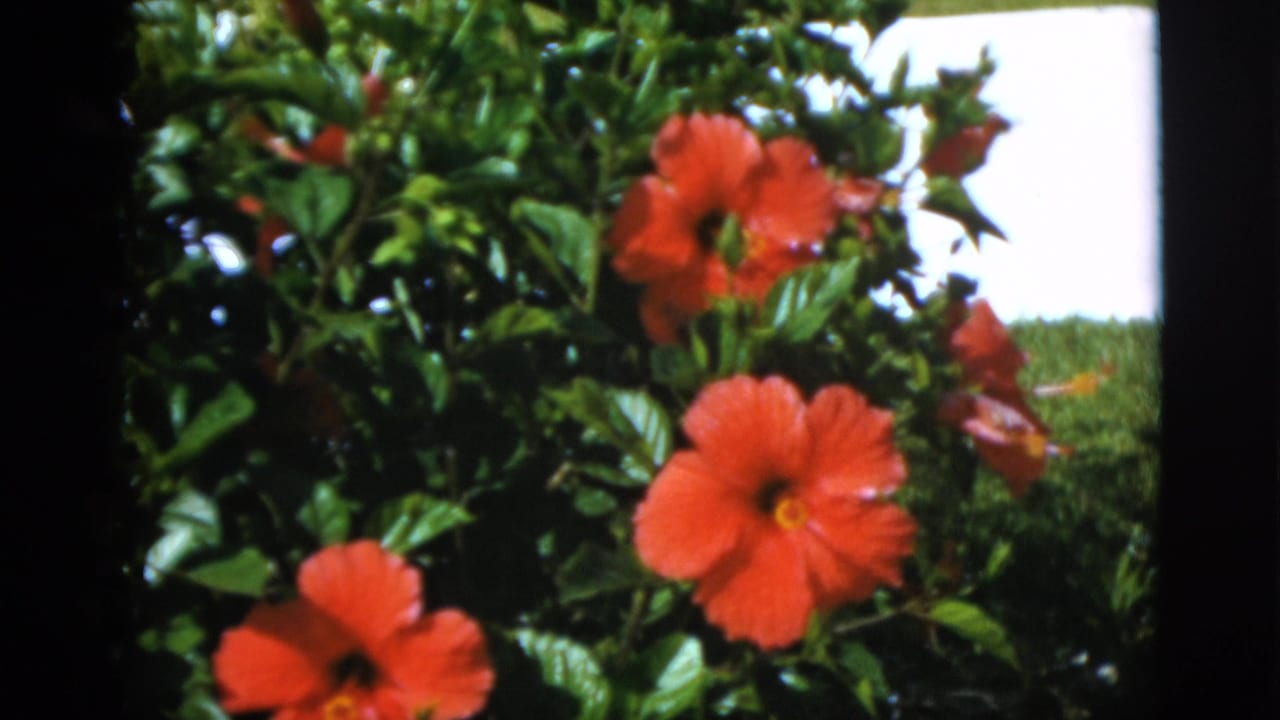 Leafy hibiscus bush with red flowers in sunlight, from metadata-described 1952 8mm footage filmed in Quebec, Canada.