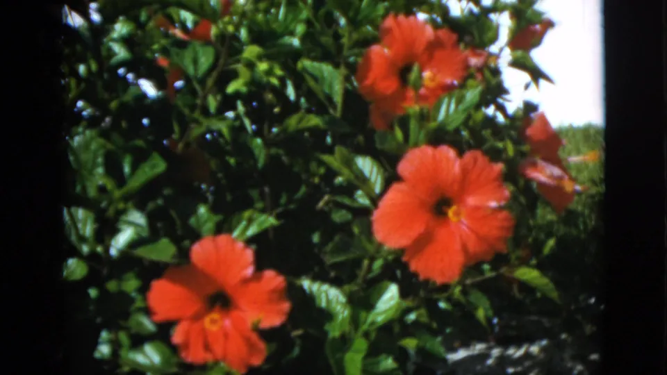 Close 8mm view of red hibiscus flowers and glossy leaves, supported by metadata as Quebec garden footage from 1952.