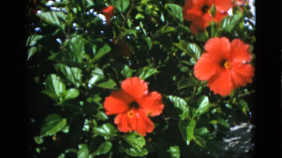 Final frame of red hibiscus flowers on a green bush, matching the 1952 Quebec 8mm home-movie garden metadata.