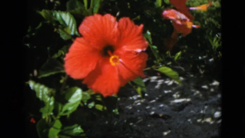 Close 1952 8mm garden cutaway of a red hibiscus flower with glossy leaves, dark soil, and additional blossoms in the background.
