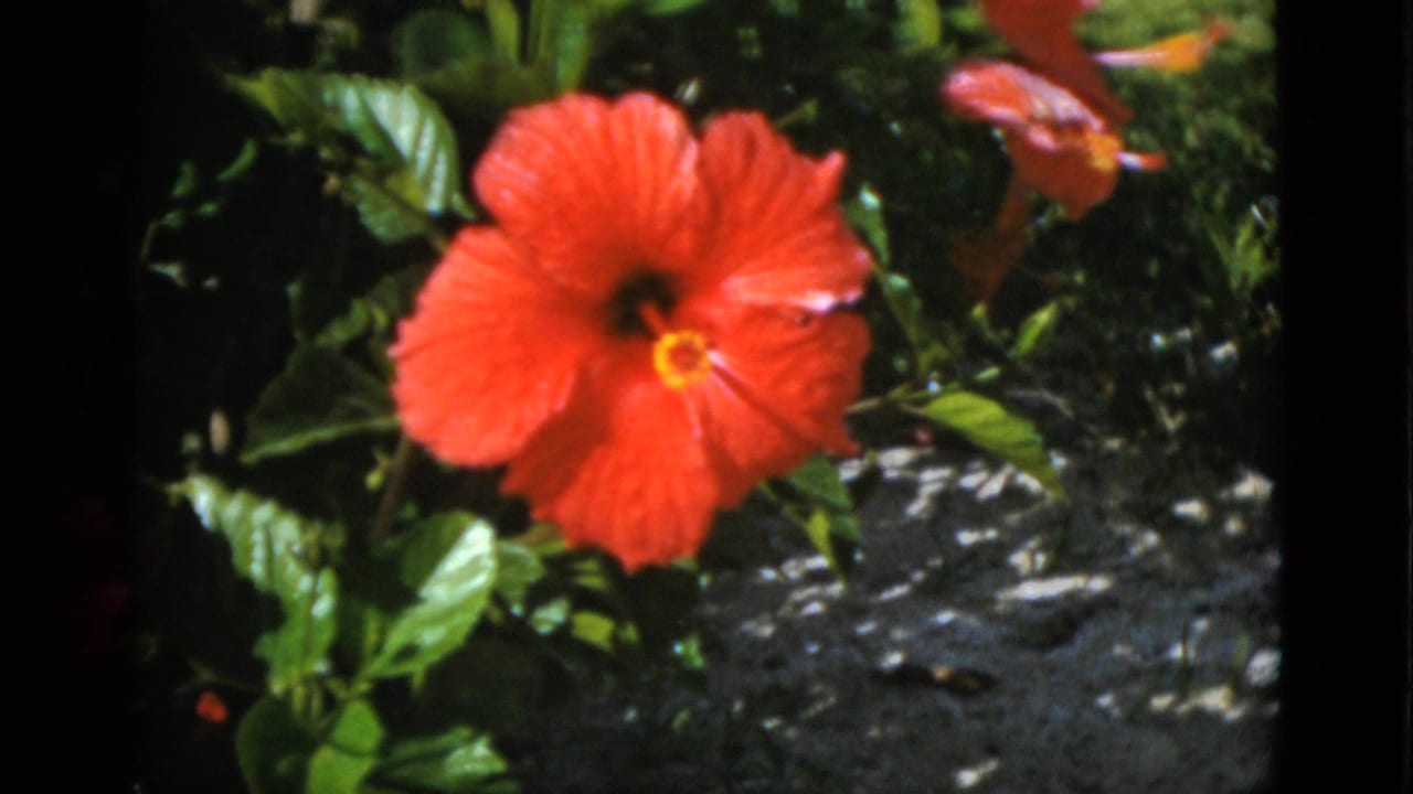 Close view of a red hibiscus-like bloom among glossy foliage in 1952 8mm home-movie footage identified as Quebec, Canada.