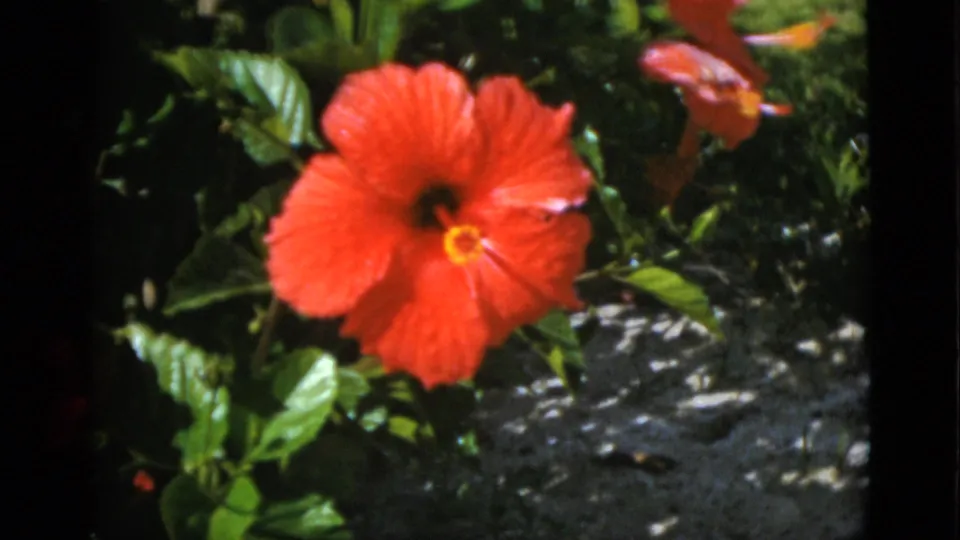 Close view of a red hibiscus-like bloom among glossy foliage in 1952 8mm home-movie footage identified as Quebec, Canada.