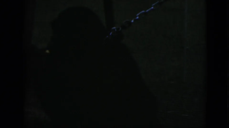 Dark 1952 Quebec zoo frame showing a chimpanzee silhouette near a wall and chain inside a shadowed enclosure.