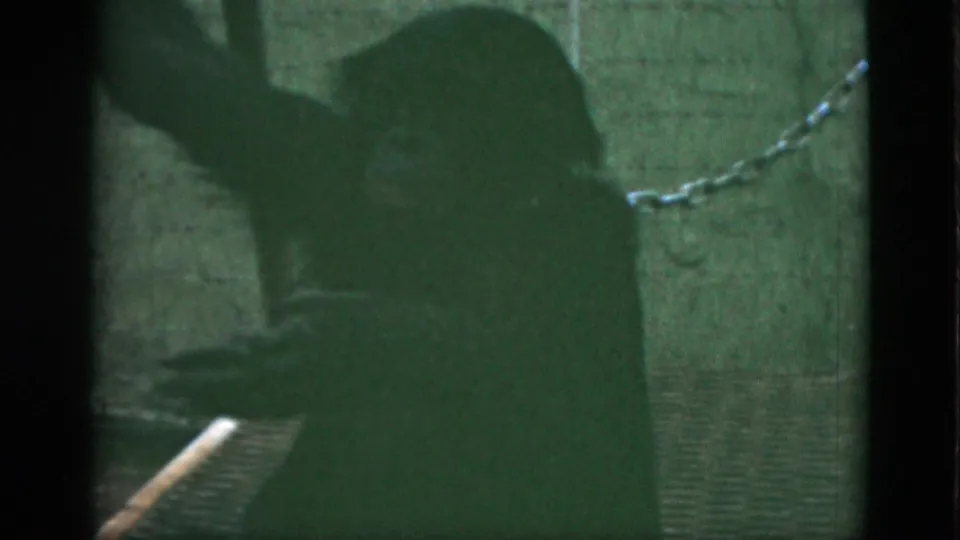 The 1952 Quebec home movie shows the chimpanzee leaning forward in a dim enclosure as a chain runs across the wall.