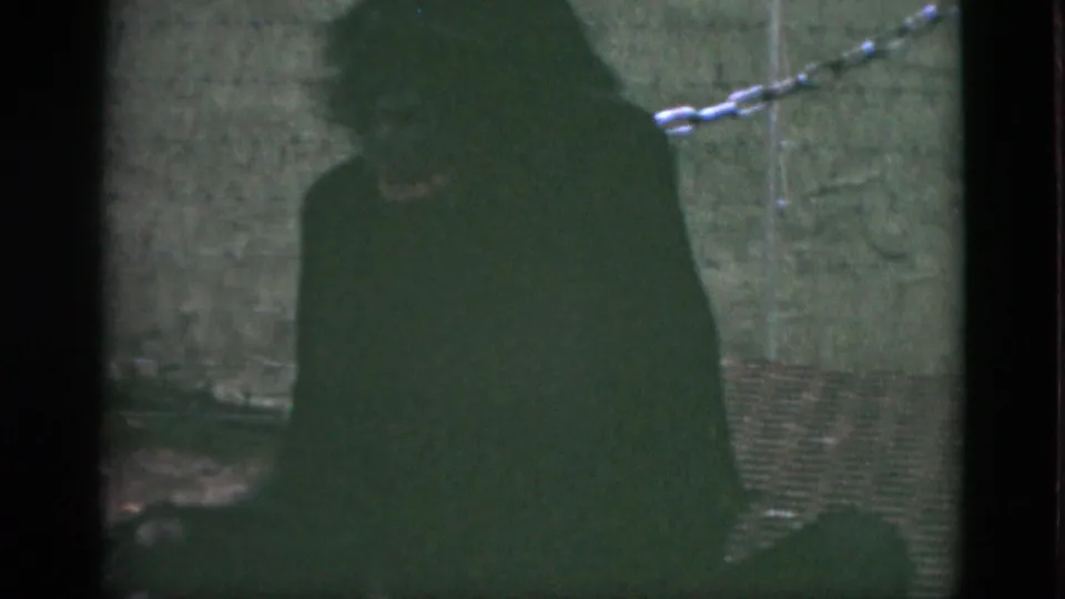 1952 Quebec zoo footage showing a dark ape silhouette beside a greenish wall with a chain in the background.