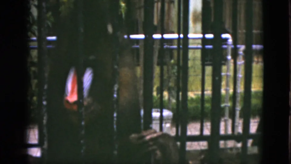 A shadowed ape is seen behind vertical bars in the Quebec zoo enclosure, with railing and greenery beyond.
