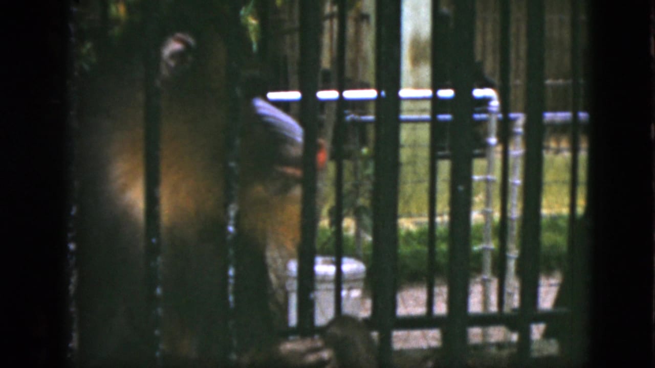 1952 Quebec home-movie frame showing a baboon partly obscured by dark vertical bars in a green zoo enclosure.