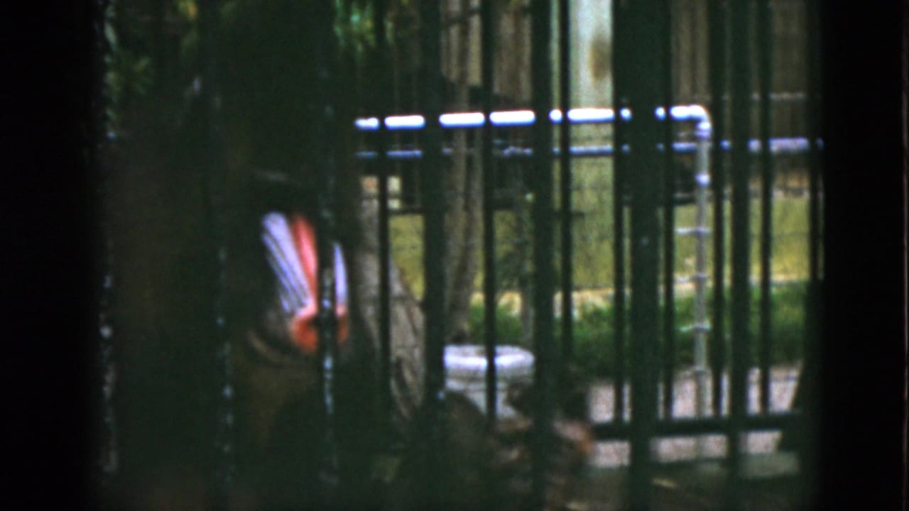 1952 Quebec zoo footage frame with the baboon passing behind vertical bars, its body partly blurred by motion and shadow.