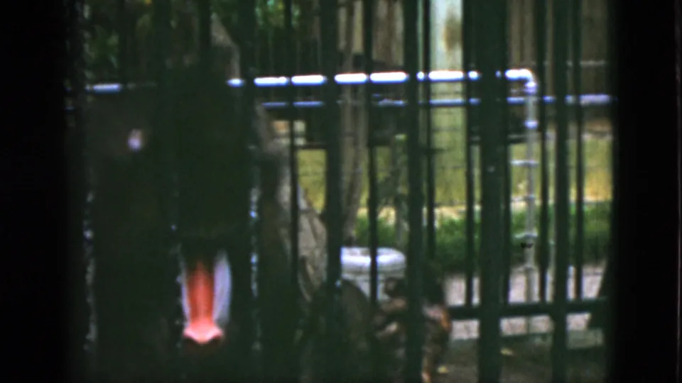 1952 Quebec home-movie still showing the baboon low in the enclosure, partly hidden by bars and heavy shadow.