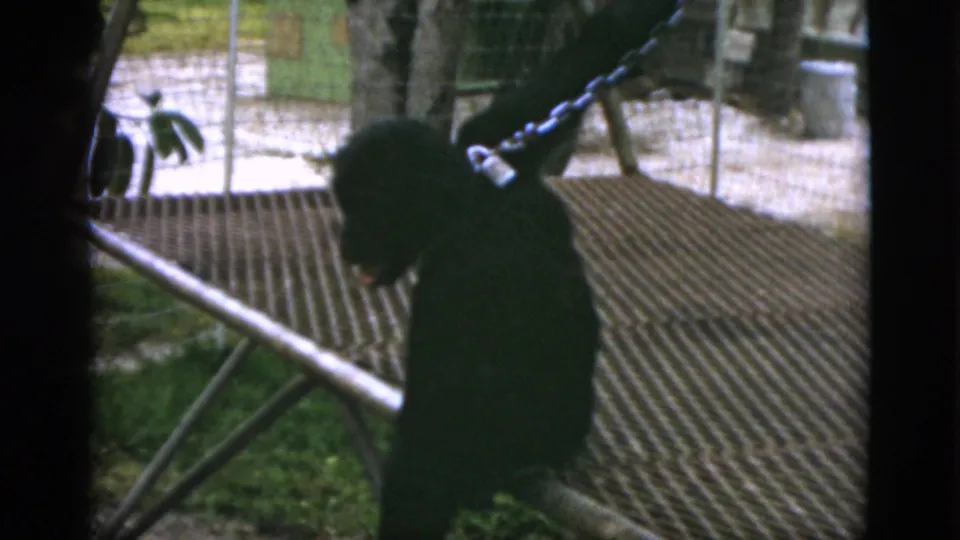 1952 Quebec zoo frame showing the baboon seated in shadow beside a raised metal platform and hanging chain.