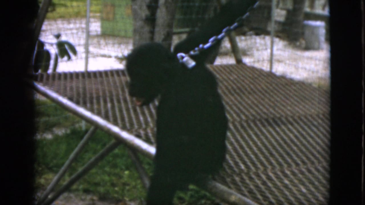 1952 Quebec home-movie frame showing a chained chimpanzee reaching upward inside a zoo-like enclosure.