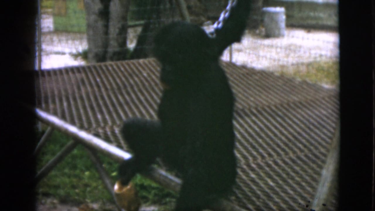 Chimpanzee turns beside a railing with a chain extending upward.