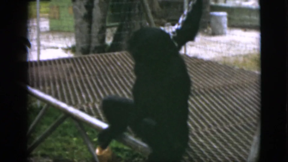 1952 Quebec home-movie still showing a chained chimpanzee on a raised metal grate in daylight.