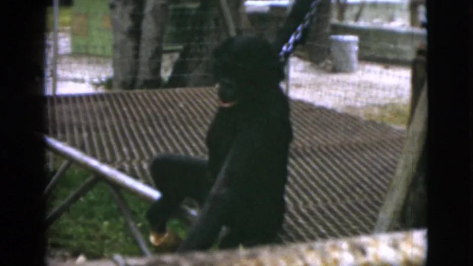 1952 Quebec frame of a chained chimpanzee leaning near a metal rail inside a zoo-like enclosure.