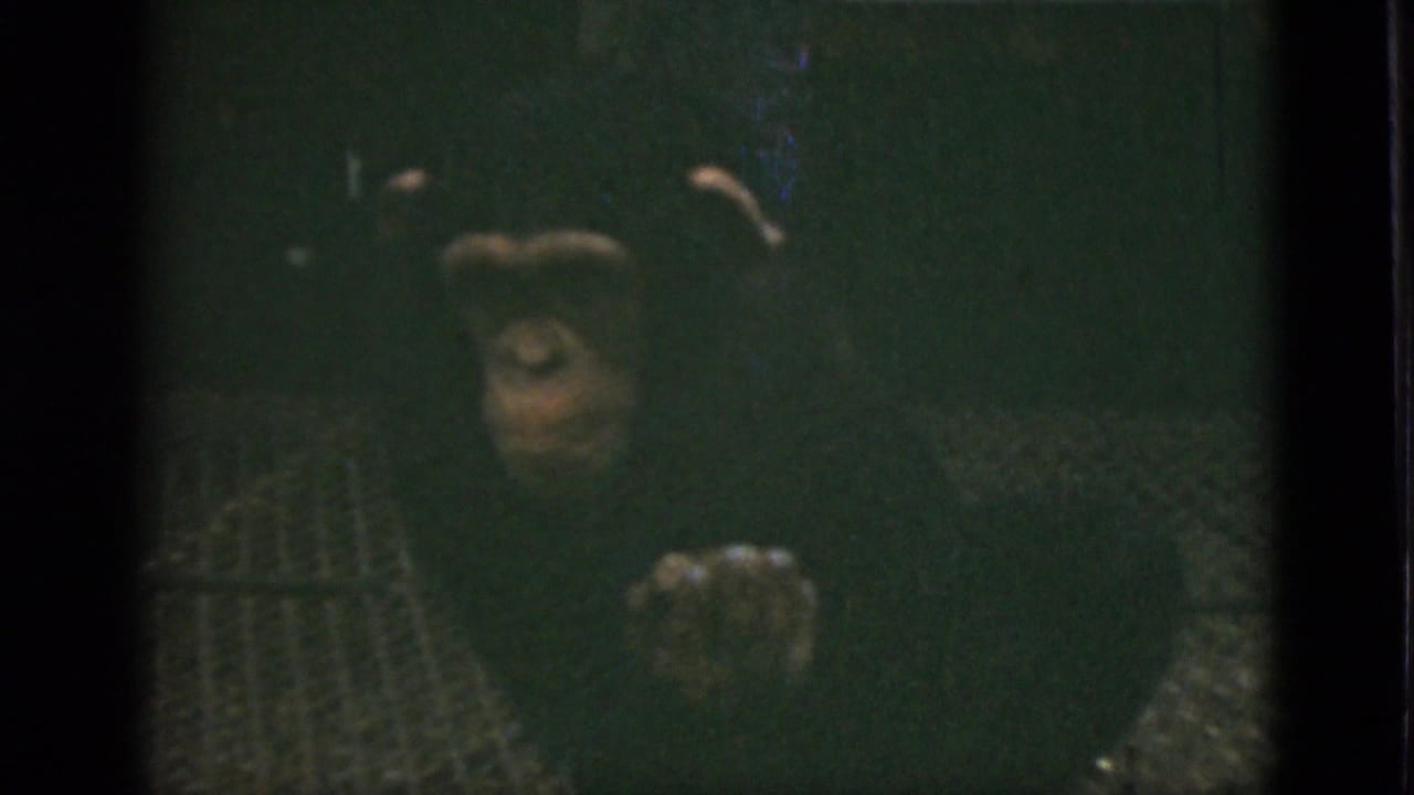 1952 Quebec home-movie frame showing a chimpanzee seated on metal grating in a dim zoo enclosure.
