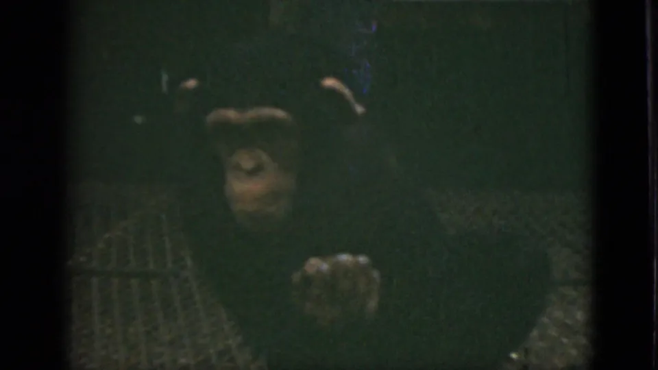 1952 Quebec home-movie frame showing a chimpanzee seated on metal grating in a dim zoo enclosure.