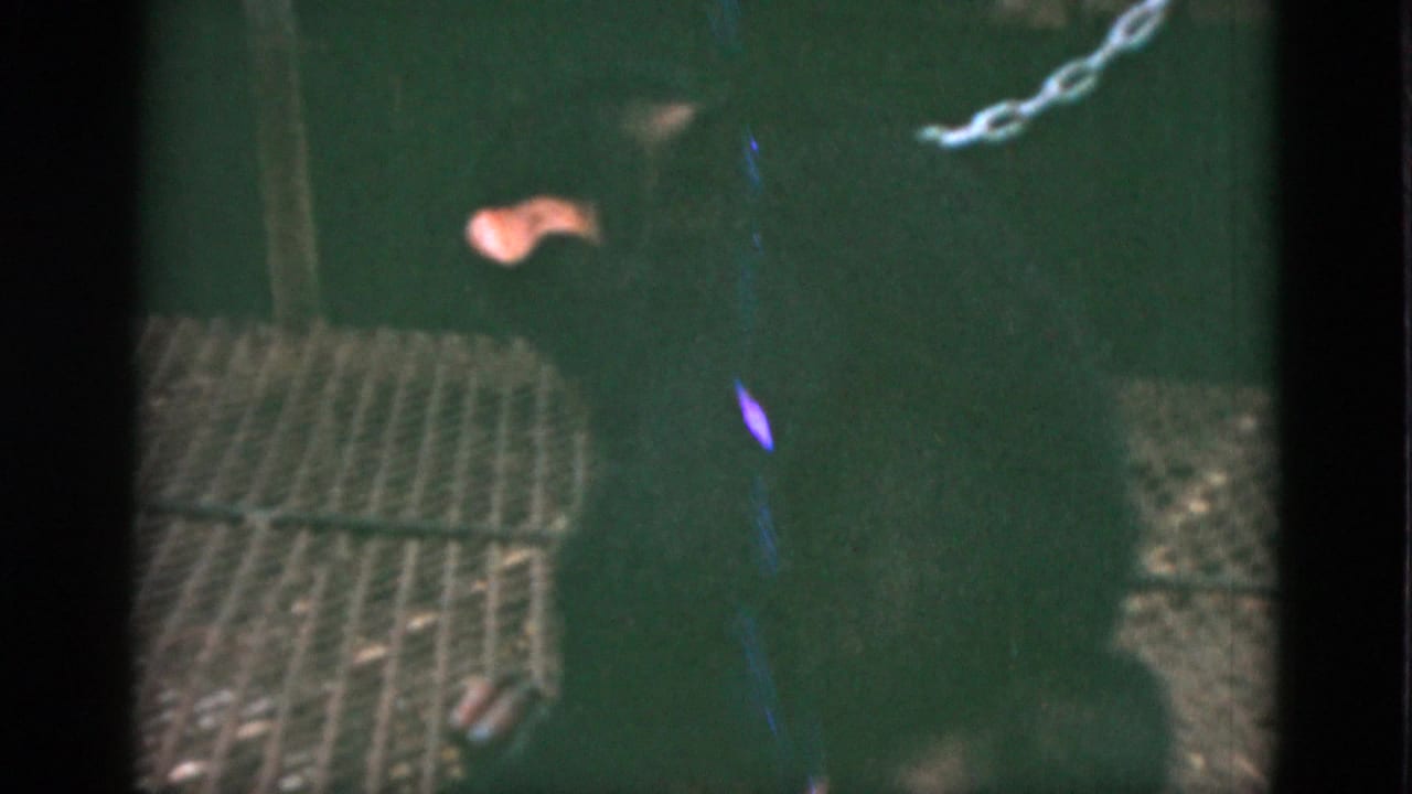 1952 Quebec 8mm frame showing a chained dark-furred primate partly hidden inside a green-toned enclosure.