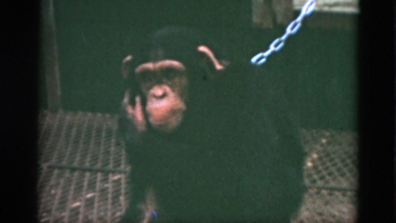 Primate faces the camera from a dark cage area with a chain near its neck.
