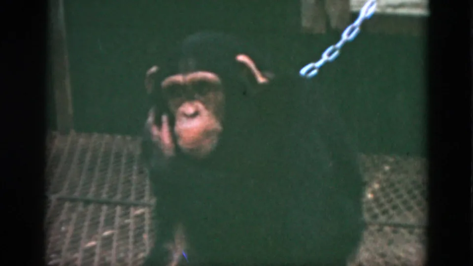 1952 Quebec home-movie frame of a chained primate looking toward the camera inside a dim enclosure.