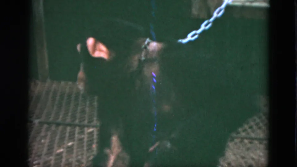 1952 Quebec 8mm frame showing the chained primate crouched low beside a grated floor panel.