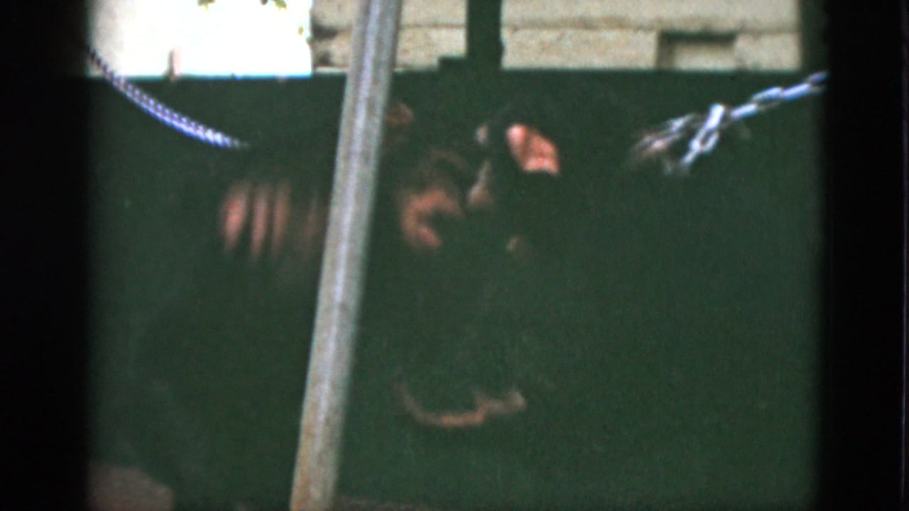 Two dark-furred monkeys near a green enclosure barrier and metal pole.