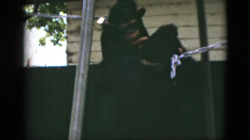 1952 Quebec frame showing two dark monkeys close together behind a green enclosure barrier, with chain and metal poles visible in front.