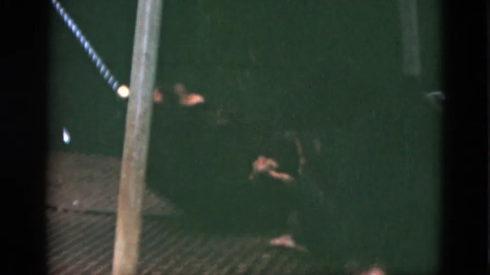 1952 Quebec 8mm frame with a chimpanzee low on wire flooring inside a dark enclosure, near a chain and vertical pole.
