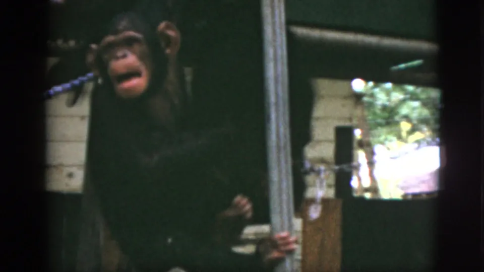 1952 Quebec 8mm frame showing a chimpanzee with mouth open, gripping a vertical pole in a confined enclosure.