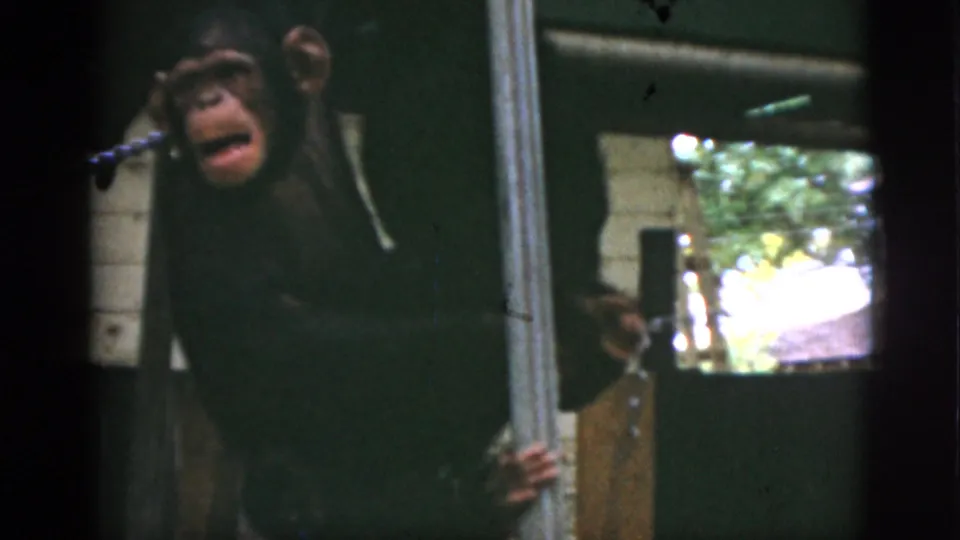 1952 Quebec 8mm frame showing a chimpanzee near a vertical pole, mouth open, with a chain and enclosure wall behind.