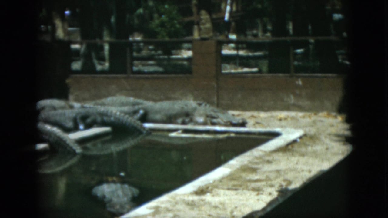 Alligators resting beside a pond in a fenced outdoor enclosure.