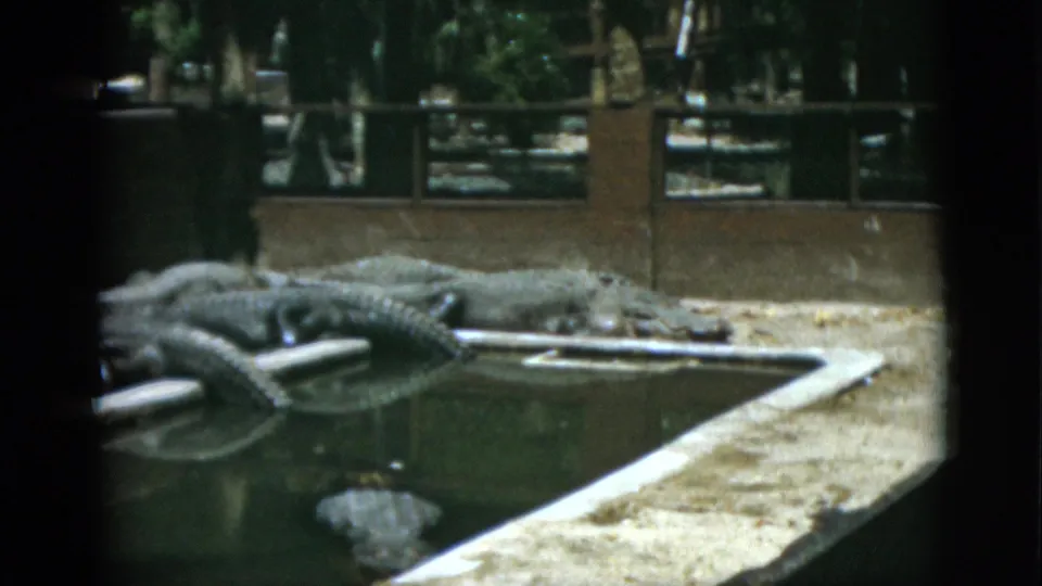1952 Quebec 8mm frame showing resting alligators grouped along a pond edge with an enclosure fence and shaded trees behind them.