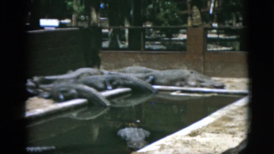 1952 Quebec 8mm frame showing alligators stretched along a concrete pond bank, with fencing and greenery in the background.