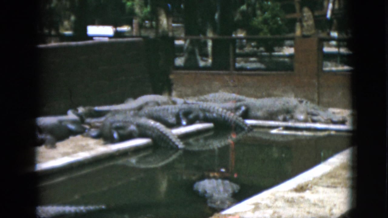 1952 Quebec 8mm frame showing several alligators on a sandy bank beside dark water at an animal enclosure.