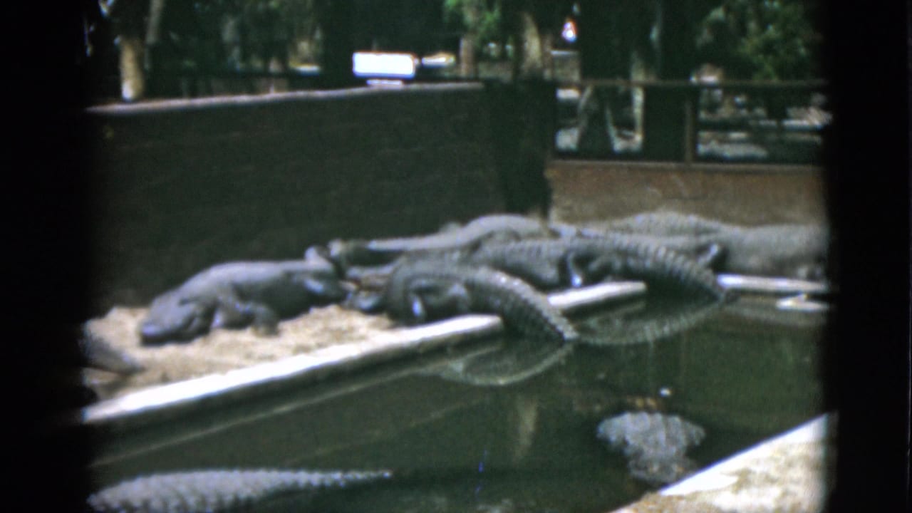 Several alligators lie on a sandy bank beside dark water in an enclosure.
