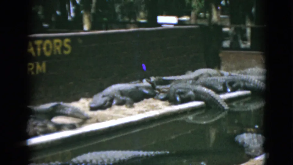 1952 Quebec frame with alligators in the foreground and partial yellow alligator-farm sign text behind them.
