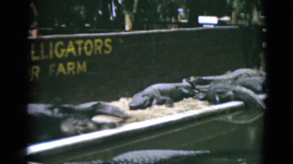 Quebec 1952 8mm frame showing alligators at an enclosure with prominent yellow alligator-farm sign text.