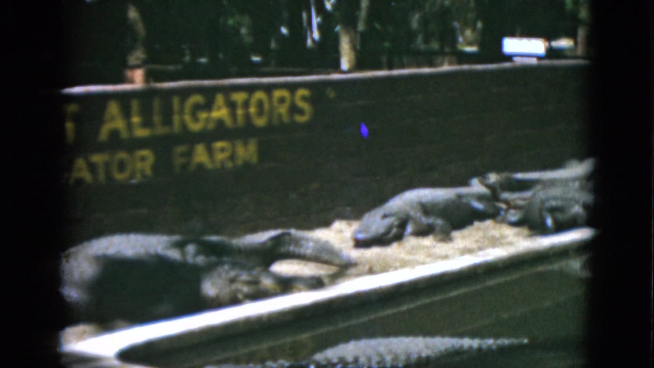 1952 8mm frame from Quebec showing alligators in a sandy pen below a partially cropped Augustine Alligator Farm sign.