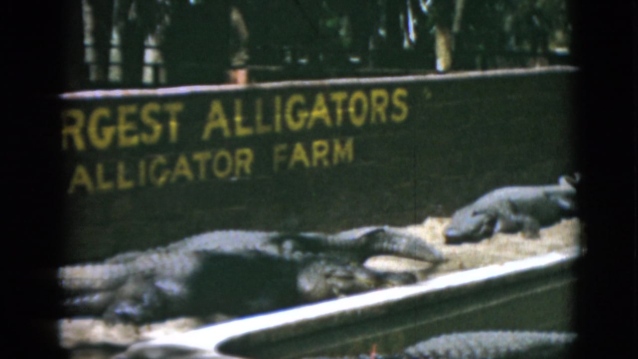 1952 Quebec home-movie frame with alligators resting under a dark sign with yellow Augustine Alligator Farm lettering.